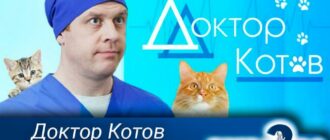 доктор-котов-2-сезон